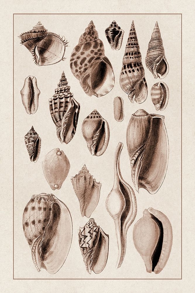Shells: Trachelipoda #6 (Sepia) art print by G.B. Sowerby for $57.95 CAD