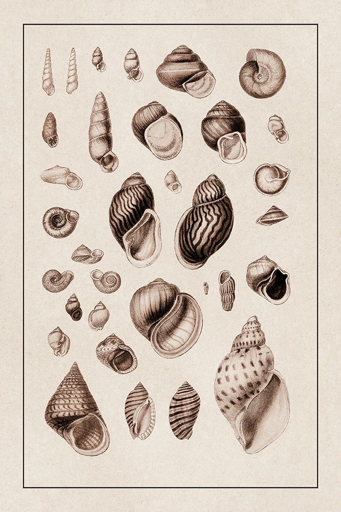 Shells: Sessile Cirripedes #2 (Sepia) art print by G.B. Sowerby for $57.95 CAD