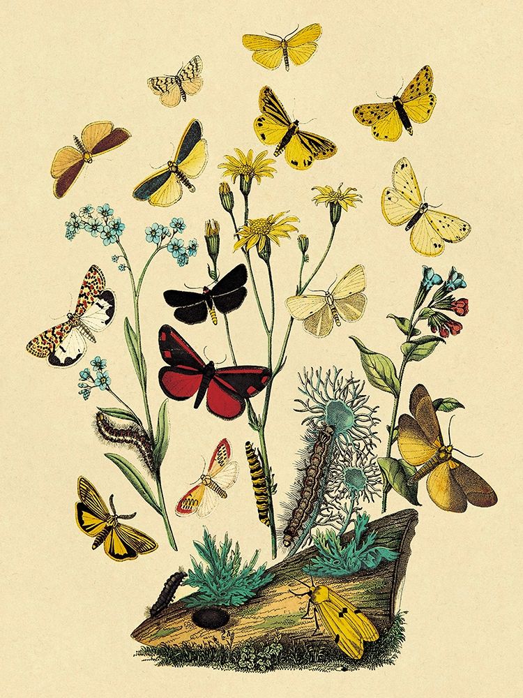 Moths: C. Miniata, S. Aurita, et al. art print by W. F. Kirby for $57.95 CAD