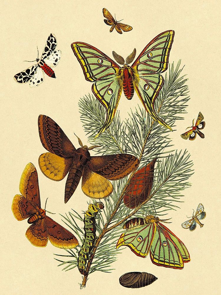 Moths: E. Pudica, E. Pantheria, S. Caecigena, L. Lineosa art print by W. F. Kirby for $57.95 CAD