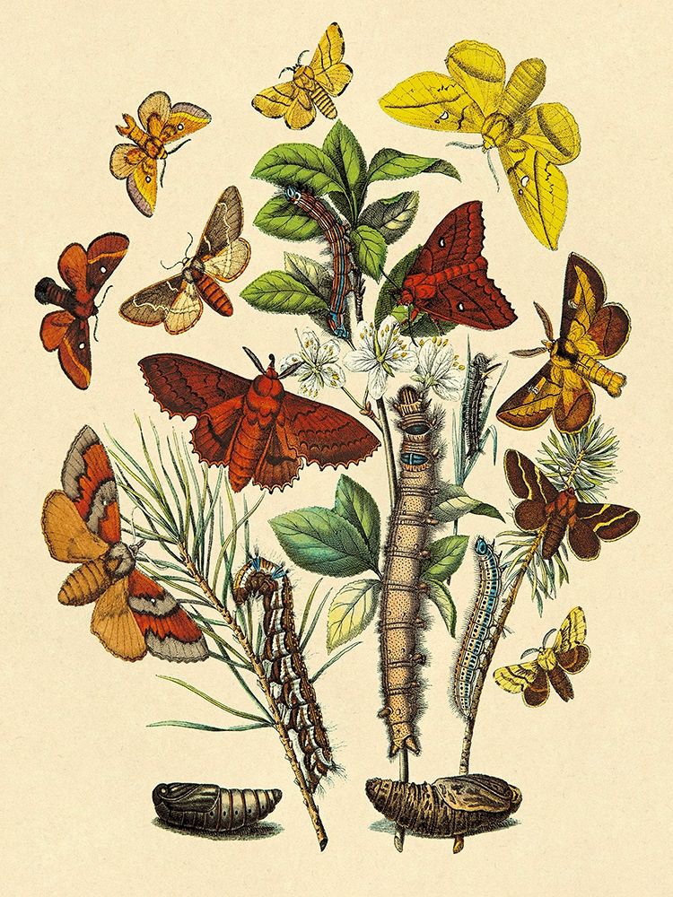 Moths: G. Quercifolia, L. Potatoria, et al. art print by W. F. Kirby for $57.95 CAD