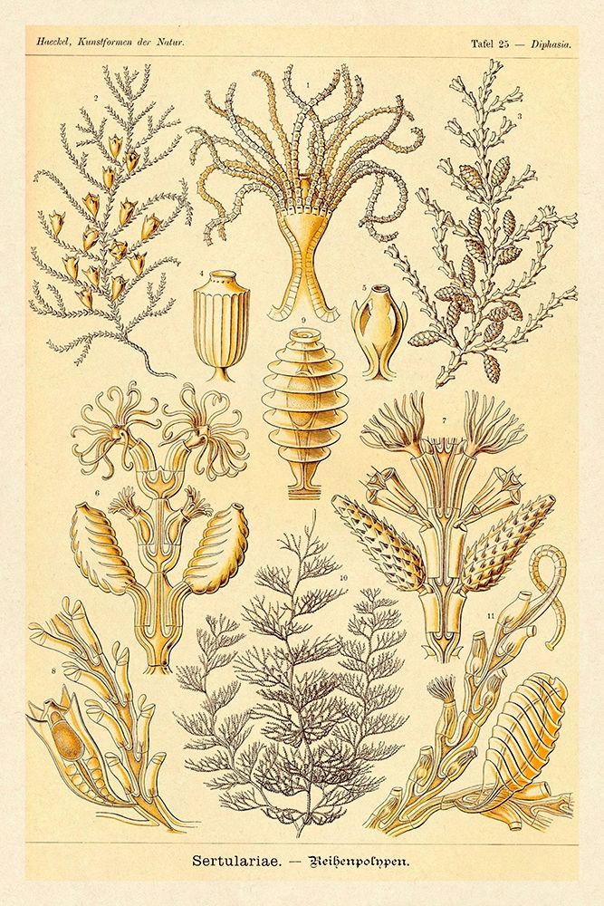 Haeckel Nature Illustrations: Sertulariae art print by Ernst Haeckel for $57.95 CAD