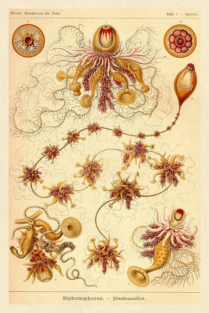Haeckel Nature Illustrations: Siphoneae Hydrozoa art print by Ernst Haeckel for $57.95 CAD