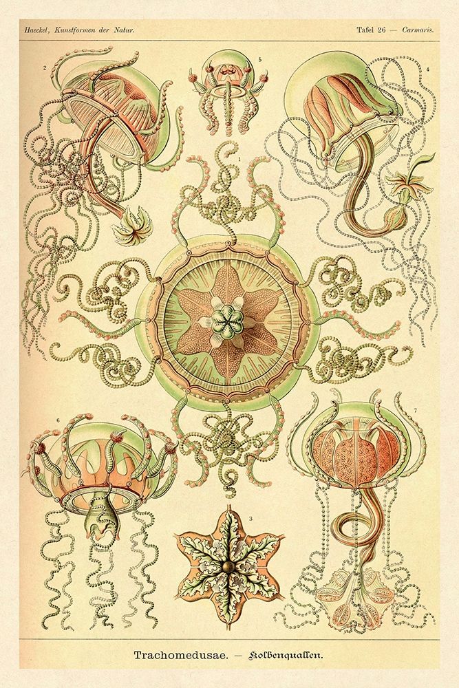 Haeckel Nature Illustrations: Trachomedusae - Jellyfish art print by Ernst Haeckel for $57.95 CAD