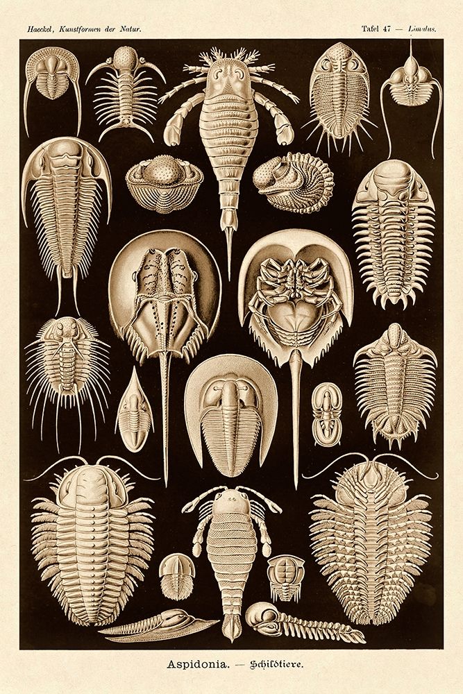 Haeckel Nature Illustrations: Athropods - Sepia Tint art print by Ernst Haeckel for $57.95 CAD