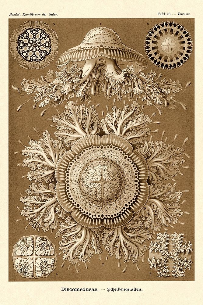 Haeckel Nature Illustrations: Jelly Fish - Sepia Tint art print by Ernst Haeckel for $57.95 CAD