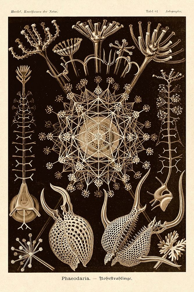 Haeckel Nature Illustrations: Phaeodaria radiolarians - Sepia Tint art print by Ernst Haeckel for $57.95 CAD
