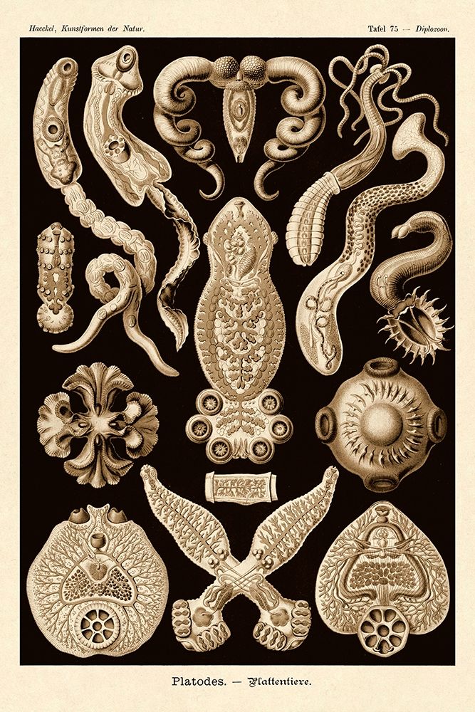 Haeckel Nature Illustrations: Flatworms - Sepia Tint art print by Ernst Haeckel for $57.95 CAD