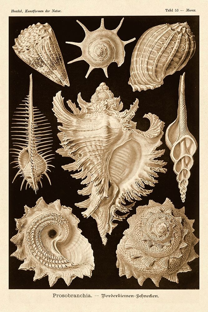 Haeckel Nature Illustrations: Gastropods - Sepia Tint art print by Ernst Haeckel for $57.95 CAD