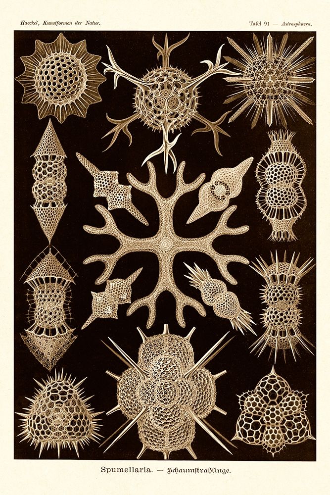 Haeckel Nature Illustrations: Spumellaria - Sepia Tint art print by Ernst Haeckel for $57.95 CAD