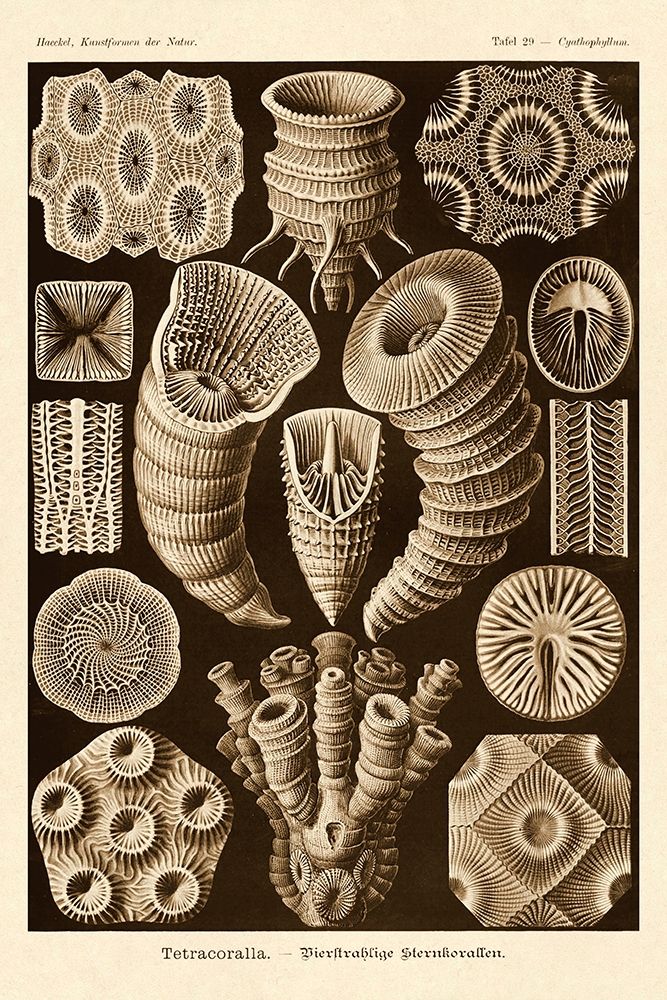 Haeckel Nature Illustrations: Tetracoralla, Coral - Sepia Tint art print by Ernst Haeckel for $57.95 CAD