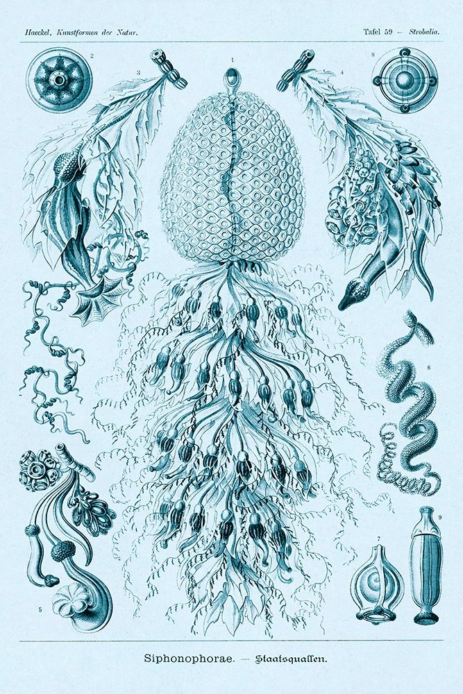 Haeckel Nature Illustrations: Siphoneae Hydrozoa - Blue-Green Tint art print by Ernst Haeckel for $57.95 CAD