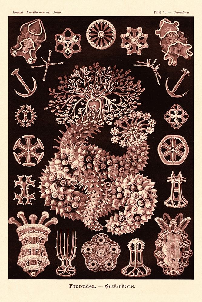 Haeckel Nature Illustrations: Sea Cucumbers- Rose Tint art print by Ernst Haeckel for $57.95 CAD