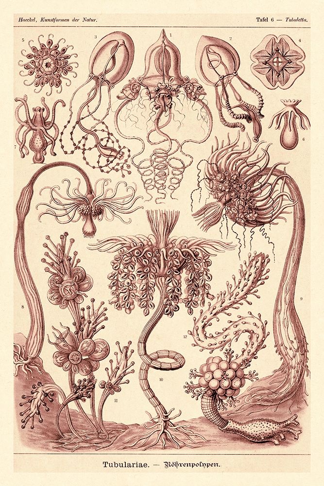 Haeckel Nature Illustrations: Tubularida - Tubularians - Rose Tint art print by Ernst Haeckel for $57.95 CAD