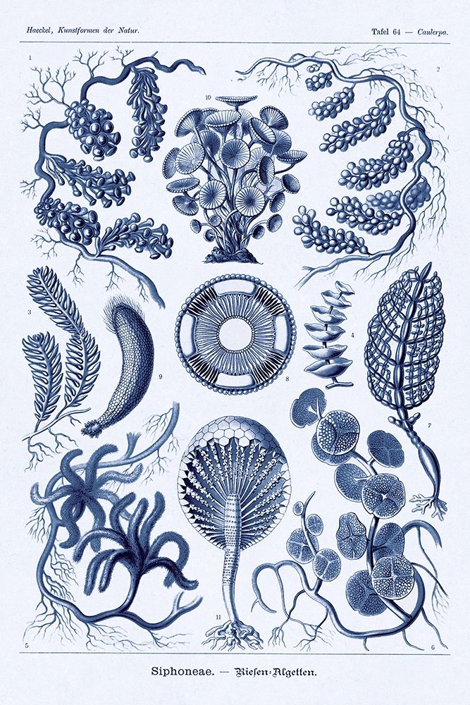 Haeckel Nature Illustrations: Siphoneae Hydrozoa - Dark Blue Tint art print by Ernst Haeckel for $57.95 CAD