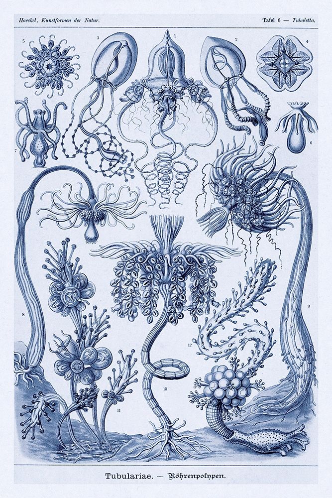 Haeckel Nature Illustrations: Cephlopods - Dark Blue Tint art print by Ernst Haeckel for $57.95 CAD