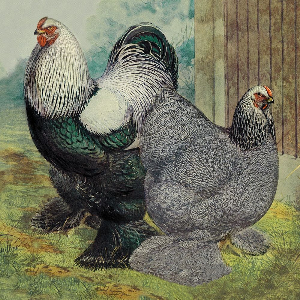 Chickens: Dark Brahmas art print by Lewis Wright for $57.95 CAD