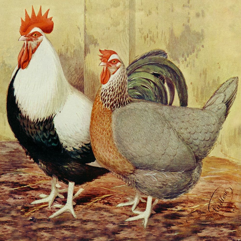Chickens: Silver-Grey Dorkings art print by Lewis Wright for $57.95 CAD