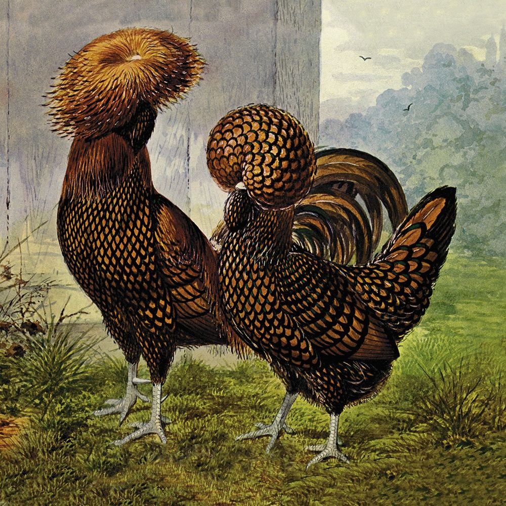 Chickens: Gold Spangled Polish art print by Lewis Wright for $57.95 CAD