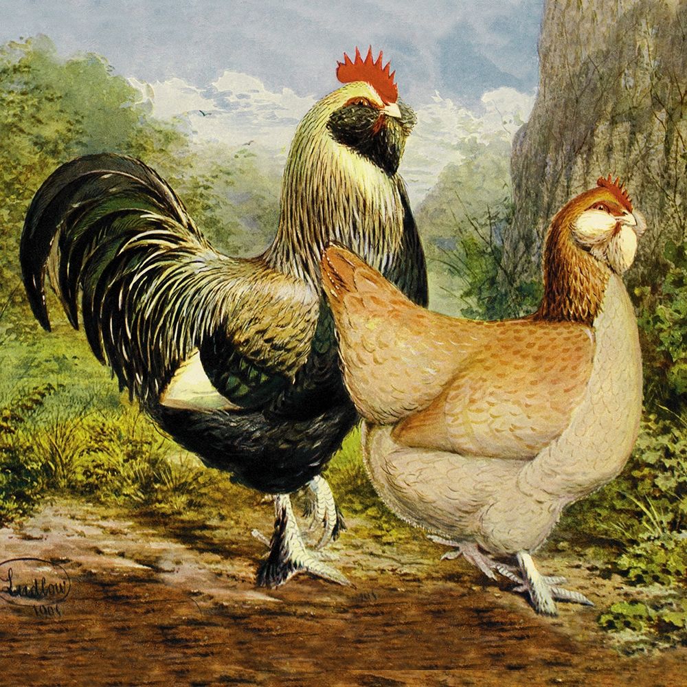 Chickens: Salmon Faverolles art print by Lewis Wright for $57.95 CAD