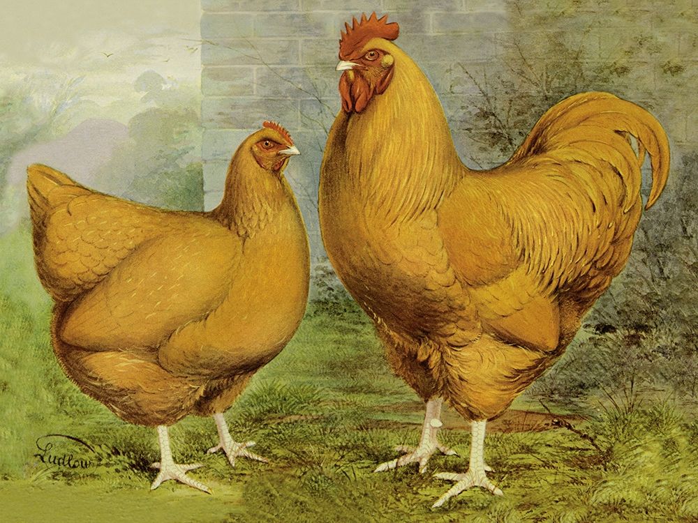Chickens: Buff Orpingtons art print by Lewis Wright for $57.95 CAD