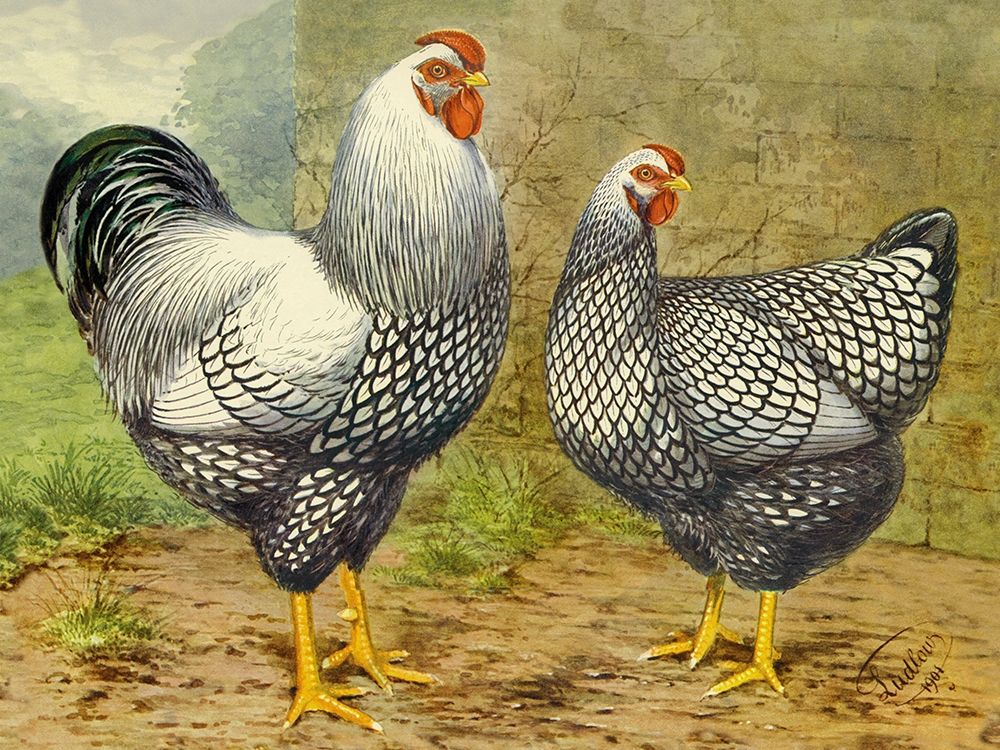 Chickens: Silver Laced Wyandottes art print by Lewis Wright for $57.95 CAD