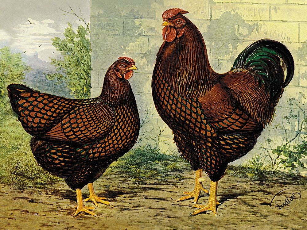 Chickens: Golden Wyandottes art print by Lewis Wright for $57.95 CAD