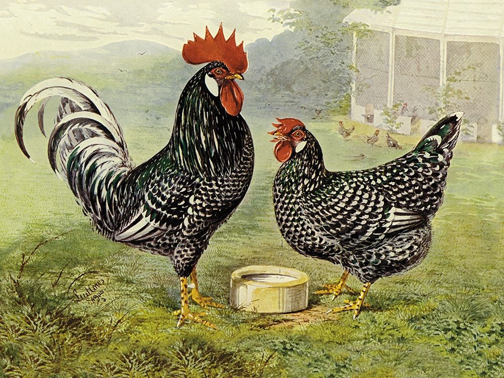 Chickens: Anconas art print by Lewis Wright for $57.95 CAD