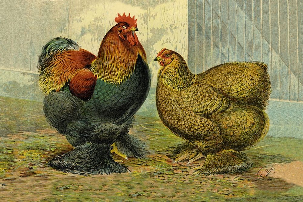 Chickens: Partridge Cochins art print by Lewis Wright for $57.95 CAD