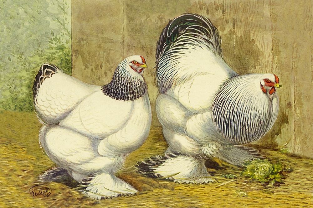 Chickens: Light Brahmas art print by Lewis Wright for $57.95 CAD