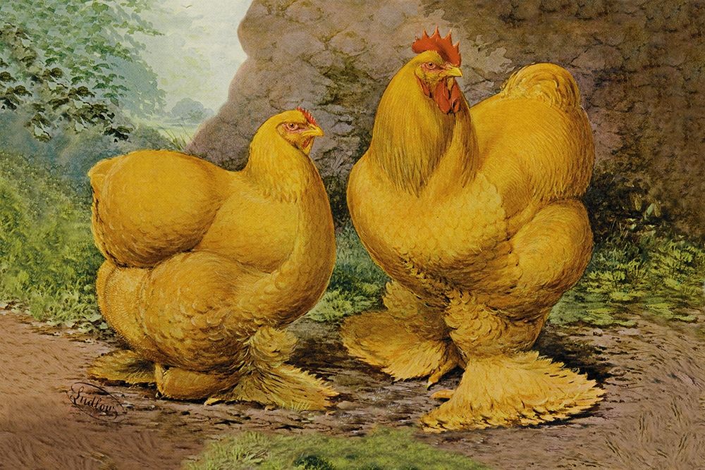 Chickens: Buff Cochins art print by Lewis Wright for $57.95 CAD