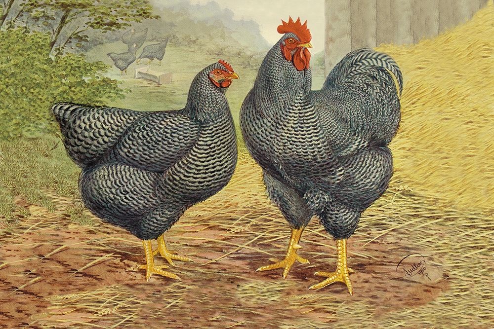 Chickens: Plymouth Rocks art print by Lewis Wright for $57.95 CAD