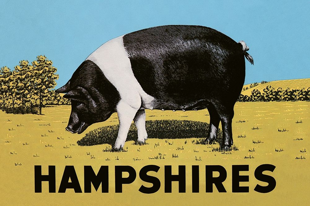 Pigs and Pork: Hampshires art print by Advertisement for $57.95 CAD