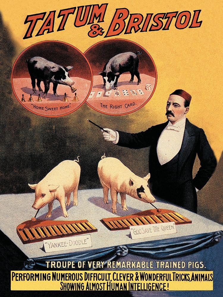 Pigs and Pork: Tatum and Bristols Troupe of Trained Pigs art print by Advertisement for $57.95 CAD