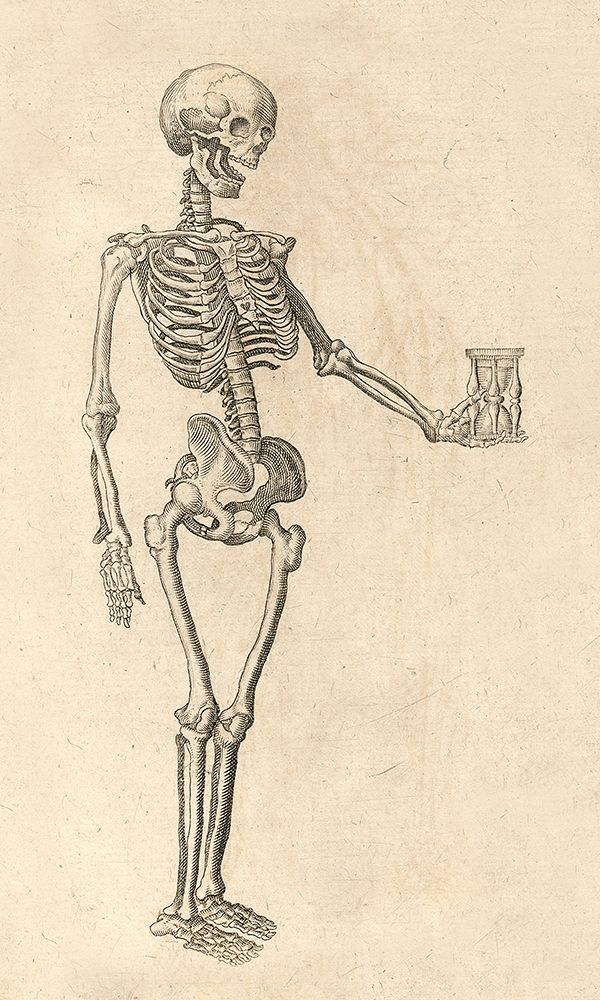 Human Skeleton with Hourglass art print by Caspar Bauhin for $57.95 CAD