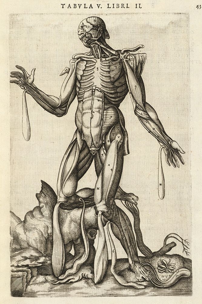 Male figure with muscles and skeleton art print by Andreas Versalius for $57.95 CAD