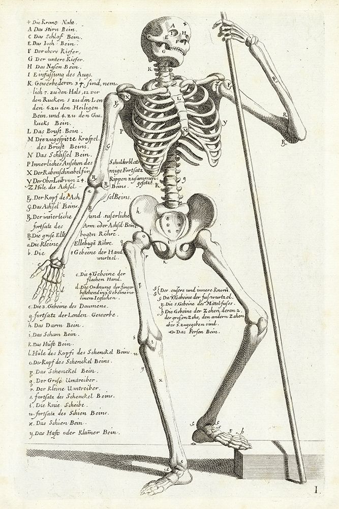 Anatomical diagram showing human skeleton, front view, with legends art print by Hieronymus Bollmann for $57.95 CAD