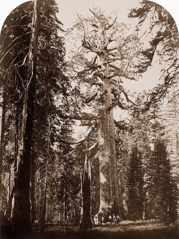 Grizzly Giant - 33 ft. diam. -  Mariposa Grove, Yosemite, California, 1861 art print by Carleton Watkins for $57.95 CAD