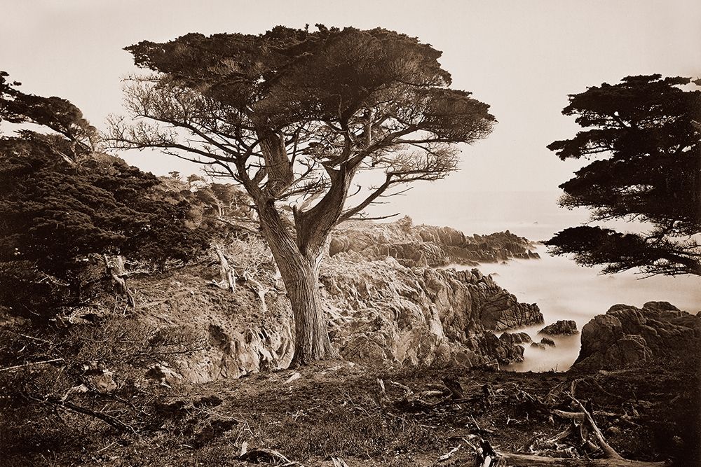 Cypress Point, Monterey, California, about 1880s art print by Carleton Watkins for $57.95 CAD
