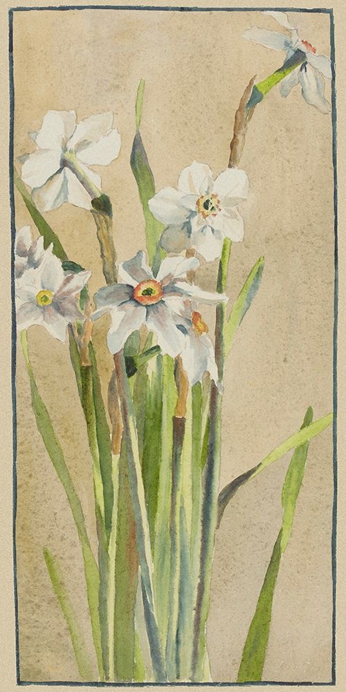 White Narcissus with Gray Accents art print by Hannah Borger Overbeck for $57.95 CAD
