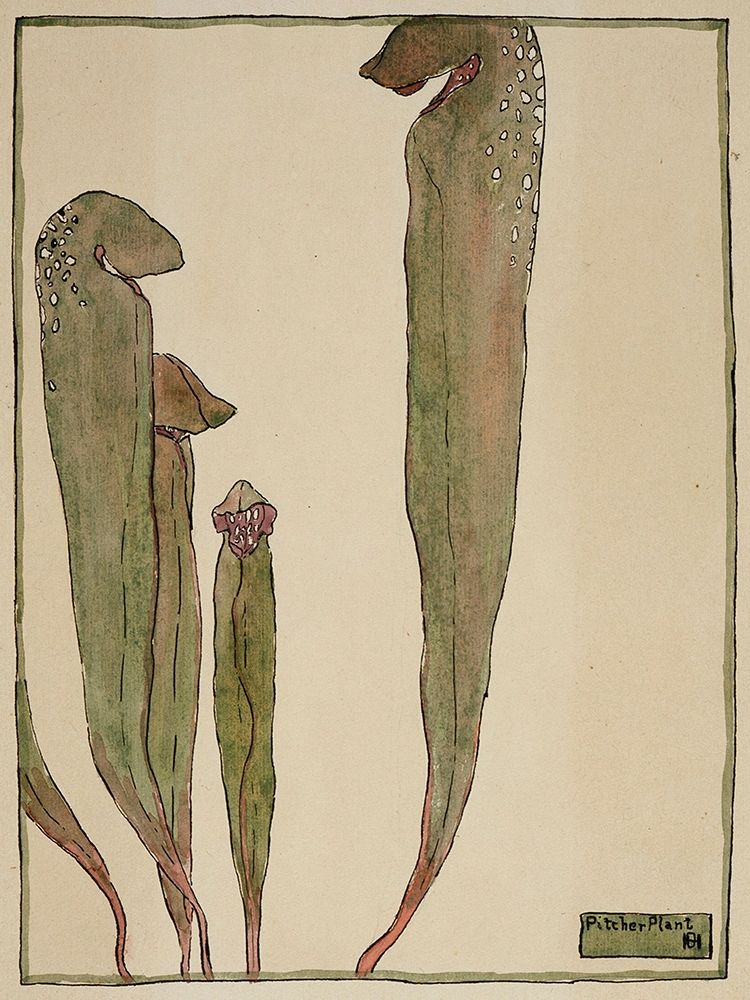 Pitcher Plant art print by Hannah Borger Overbeck for $57.95 CAD