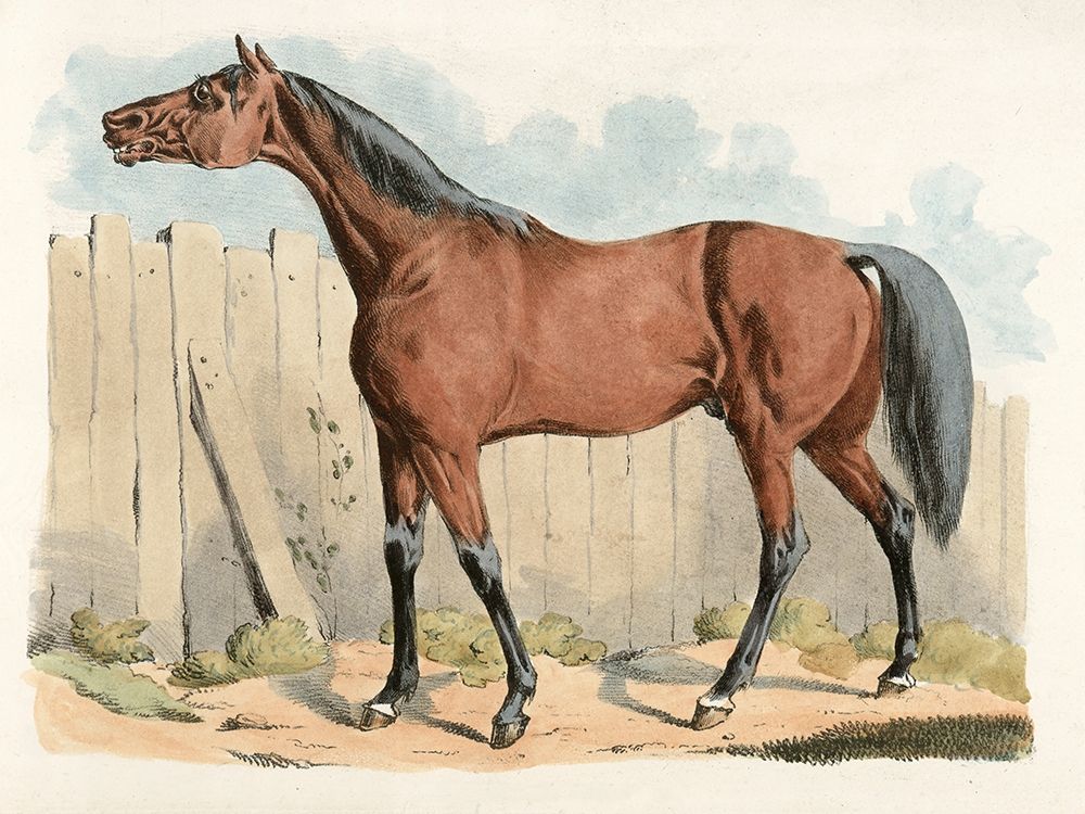 Dark-Brown Horse, 1817 art print by Henry Thomas Alken for $57.95 CAD