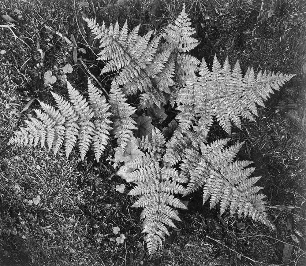 Ferns, Glacier National Park, Montana - National Parks and Monuments, 1941 art print by Ansel Adams for $57.95 CAD