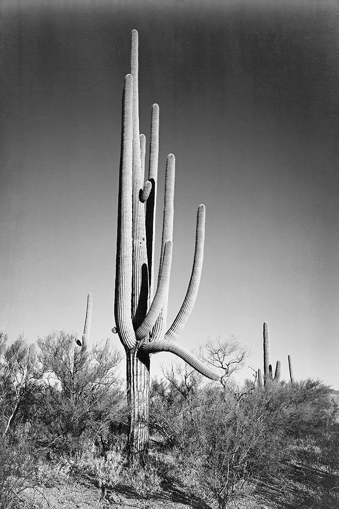 Full view of cactus and surrounding shrubs, In Saguaro National Monument, Arizona, ca. 1941-1942 art print by Ansel Adams for $57.95 CAD