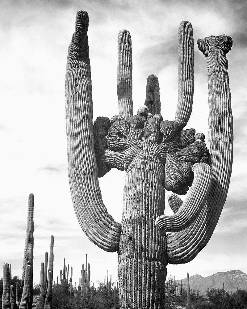 View of cactus and surrounding area Saguaros, Saguaro National Monument, Arizona, ca. 1941-1942 art print by Ansel Adams for $57.95 CAD