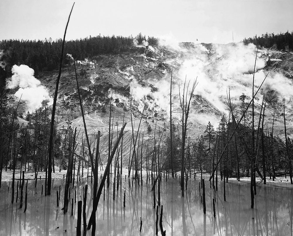 Barren trunks in water near steam rising from mountains, Roaring Mountain, Yellowstone National Park art print by Ansel Adams for $57.95 CAD