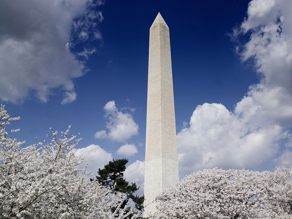 Washington Monument and cherry trees, Washington, D.C. art print by Carol Highsmith for $57.95 CAD