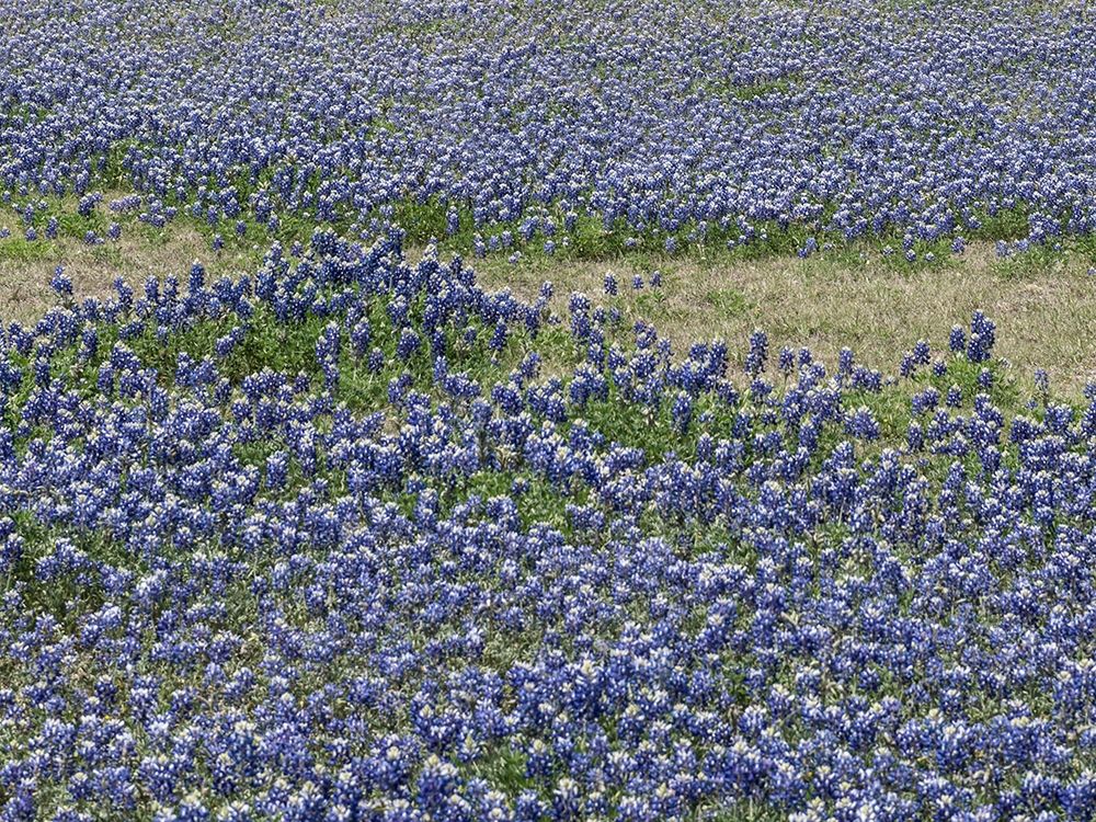 A profusion of Bluebonnets, in a field in Boerne, TX art print by Carol Highmith for $57.95 CAD