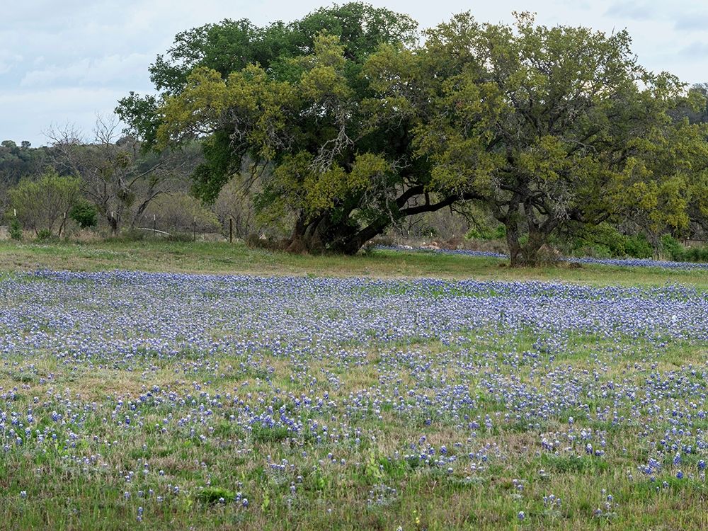 Field of bluebonnets in the Texas Hill Country, near Burnet art print by Carol Highmith for $57.95 CAD
