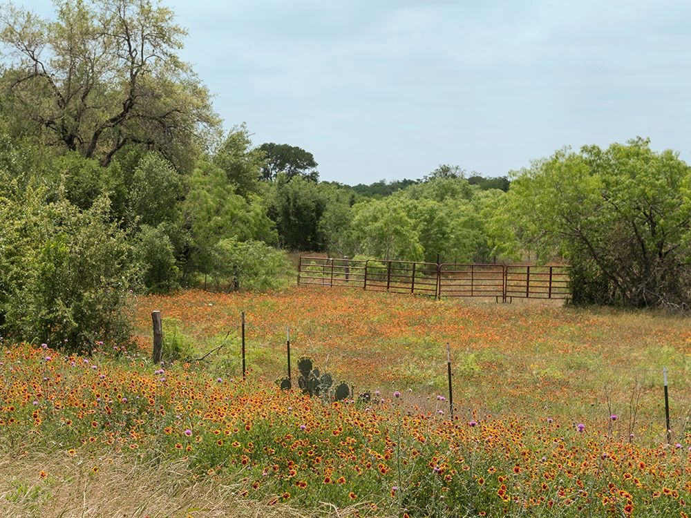 Field of wildflowers in Gonzales County, TX art print by Carol Highmith for $57.95 CAD